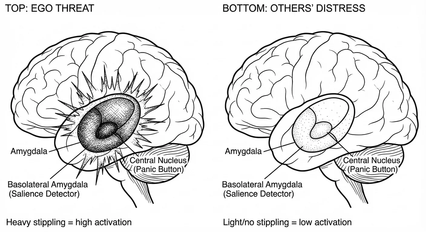 The Alarm Bell—differential amygdala activation in NPD. Top: hyperactivation to ego threat (criticis