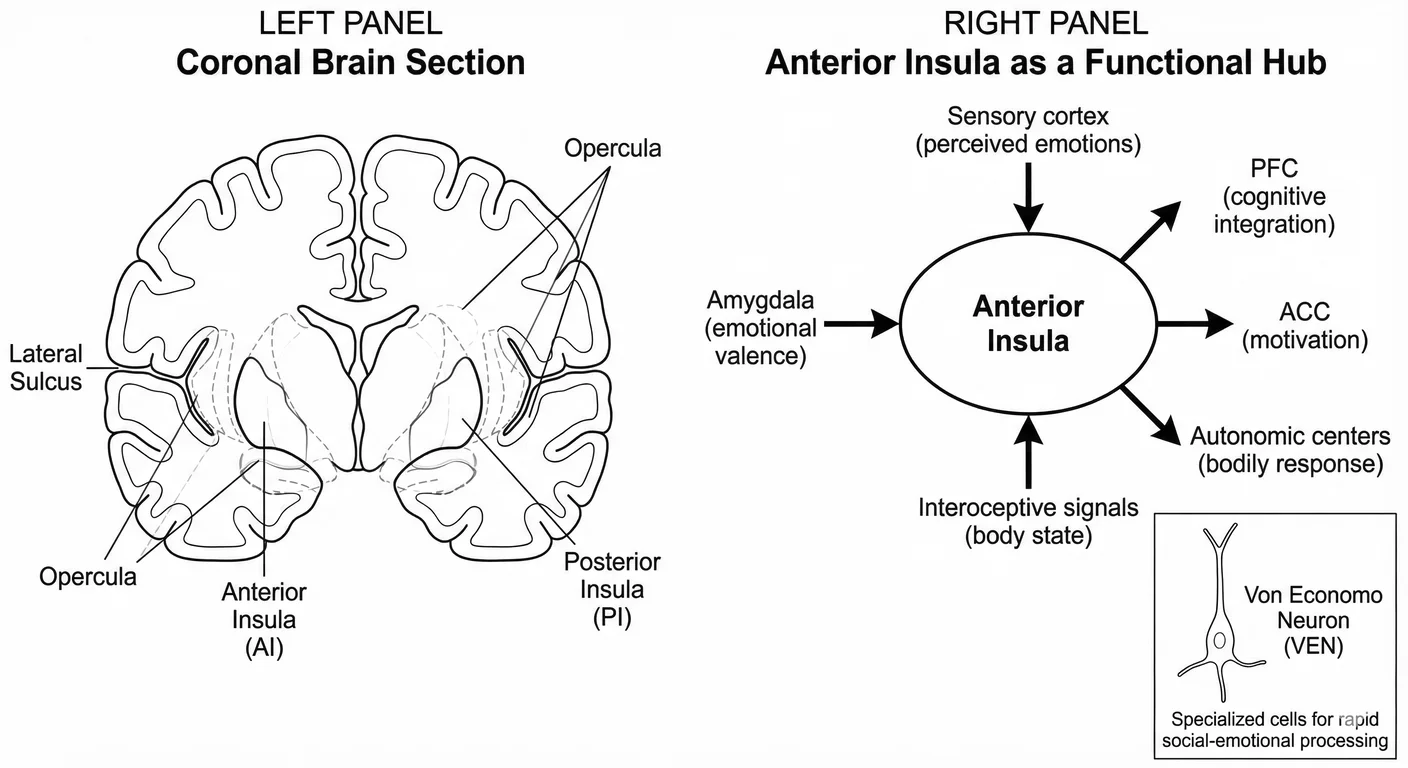 The anterior insula as empathy hub. The AI integrates interoceptive signals, emotional information, 
